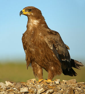 Aigle des steppes