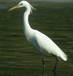 Aigrette de Chine