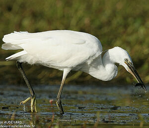 Aigrette garzette