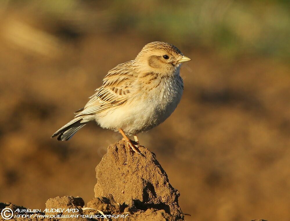 Asian Short-toed Lark male adult breeding