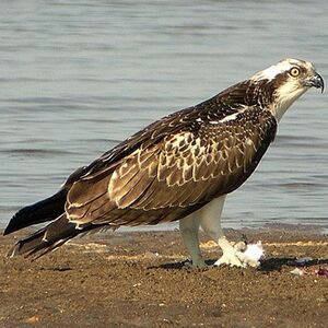 Western Osprey 
&copy; Aur�lien Audevard