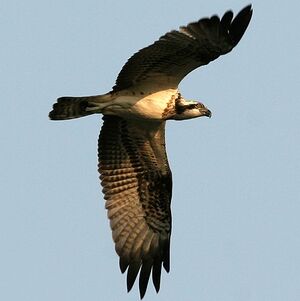 Western Osprey 
&copy; Aur�lien Audevard