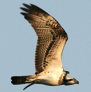 Western Osprey 
&copy; Aur�lien Audevard