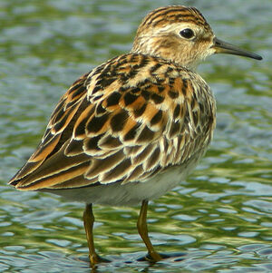 Long-toed Stint