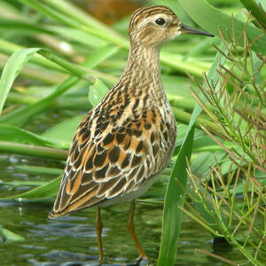 Long-toed Stint