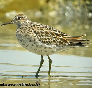 Sharp-tailed Sandpiper 
&copy; Aur�lien Audevard