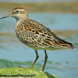 Sharp-tailed Sandpiper 
&copy; Aur�lien Audevard