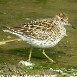 Sharp-tailed Sandpiper 
&copy; Aur�lien Audevard