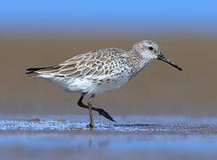 Great Knot