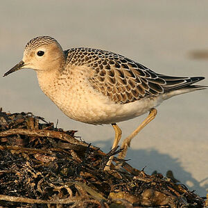 Buff-breasted Sandpiper
