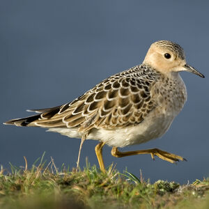 Buff-breasted Sandpiper