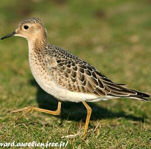 Buff-breasted Sandpiper