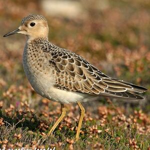 Buff-breasted Sandpiper