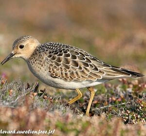 Buff-breasted Sandpiper