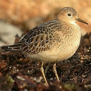 Buff-breasted Sandpiper