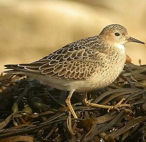 Buff-breasted Sandpiper