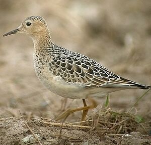 Buff-breasted Sandpiper