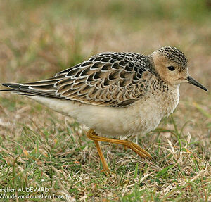 Buff-breasted Sandpiper
