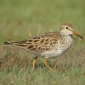Pectoral Sandpiper