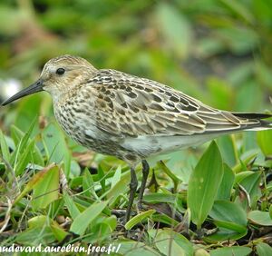 B�casseau variable