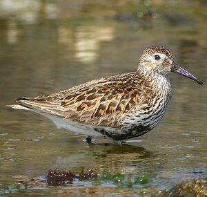 B�casseau variable 
&copy; Aur�lien Audevard