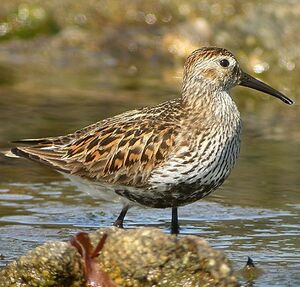 B�casseau variable 
&copy; Aur�lien Audevard