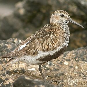 B�casseau variable 
&copy; Aur�lien Audevard