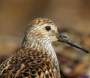 B�casseau variable 
&copy; Aur�lien Audevard