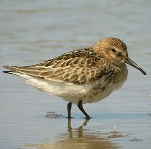 B�casseau variable 
&copy; Aur�lien Audevard