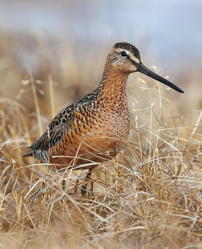 Long-billed Dowitcher male adult, identification