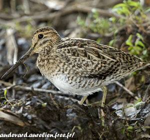 Pin-tailed Snipe