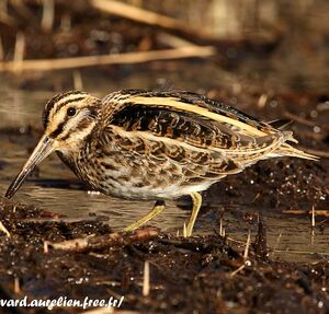 Jack Snipe