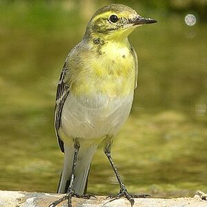 Citrine Wagtail