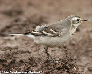 Citrine Wagtail