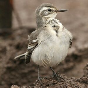 Citrine Wagtail