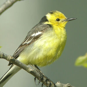 Citrine Wagtail