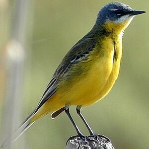 Ashy-headed Wagtail