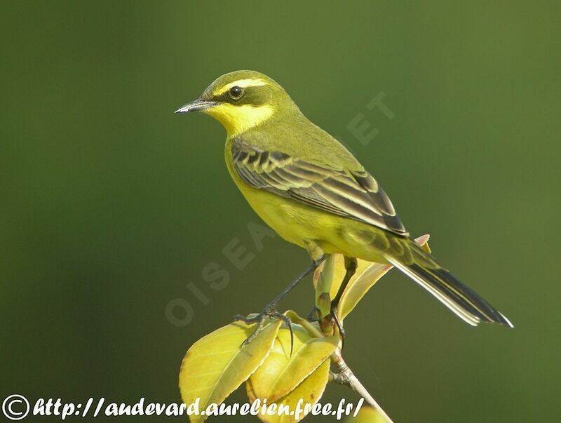 Eastern Yellow Wagtail male adult breeding