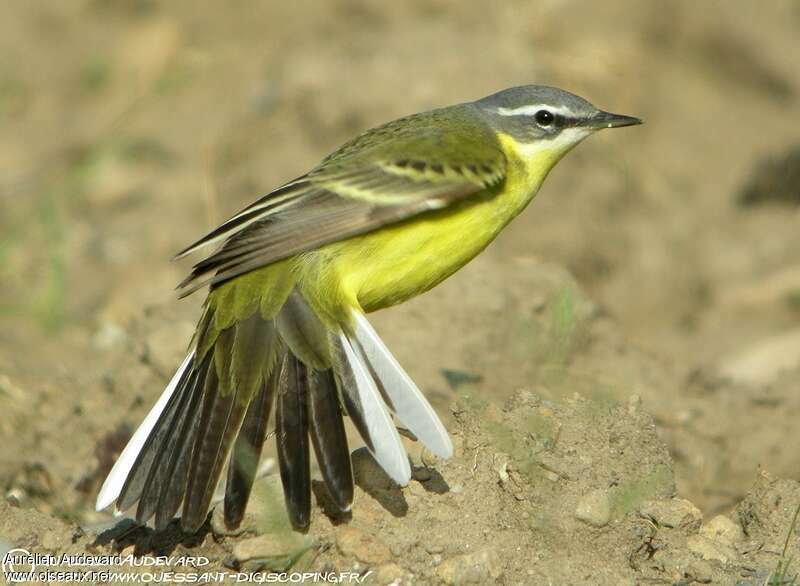 Eastern Yellow Wagtail male adult, pigmentation