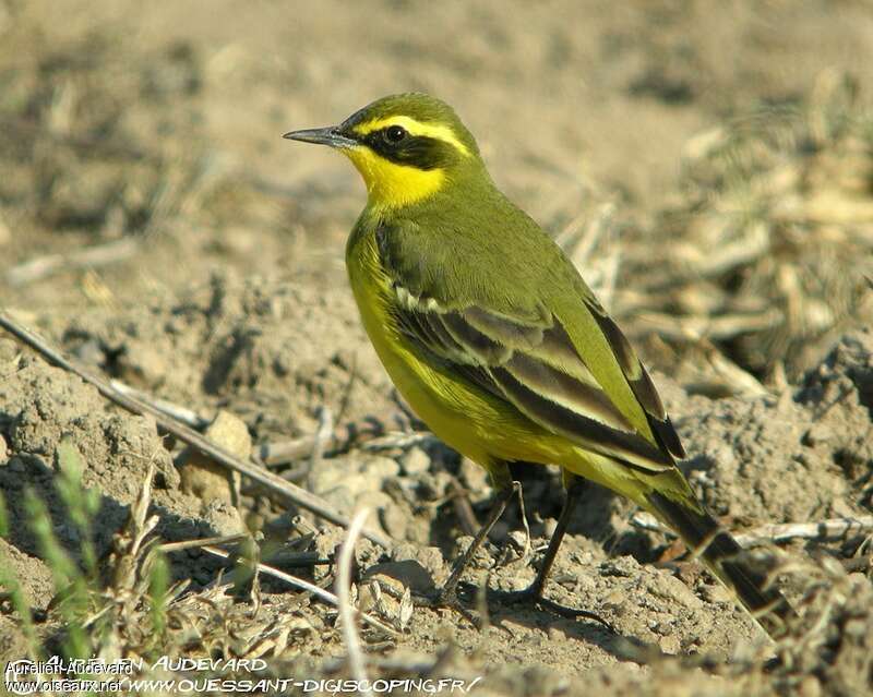 Eastern Yellow Wagtail male adult, identification