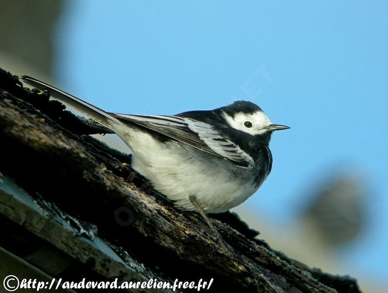 White Wagtail (yarrellii) male adult