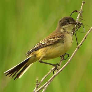 Black-headed Wagtail
