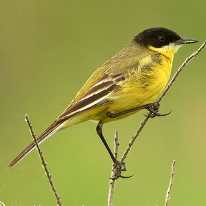Black-headed Wagtail