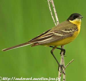 Black-headed Wagtail