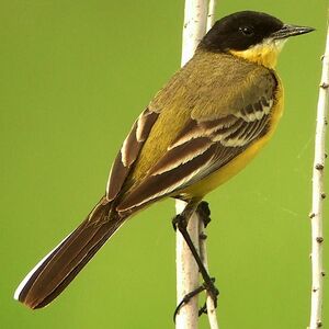 Black-headed Wagtail