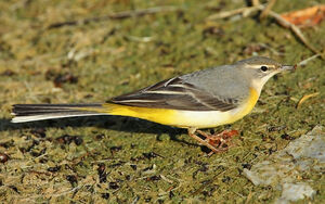 Grey Wagtail