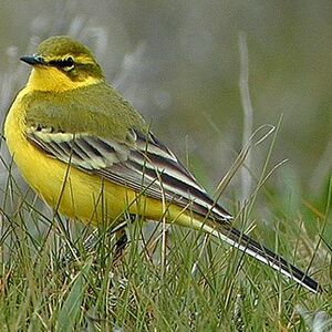 Yellow-headed Wagtail