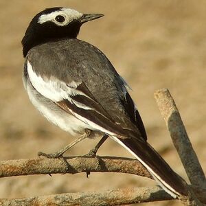 White Wagtail