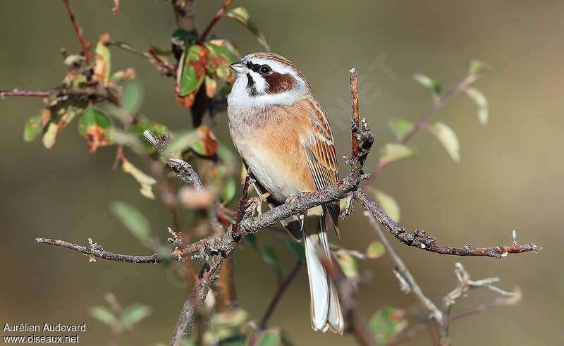 Meadow Bunting male adult, close-up portrait