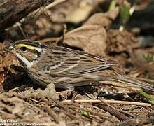 Yellow-browed Bunting